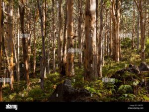 tinjauan-hukum-dan-keanekaragaman-di-pantai-nature-reserve-lawice-kielpinskie