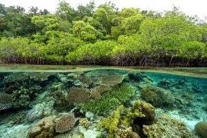 keindahan-dan-keanekaragaman-pantai-21st-century-forest-indonesia