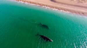 pantai-playa-el-doradillo-keindahan-alam-di-pantai-patagonia