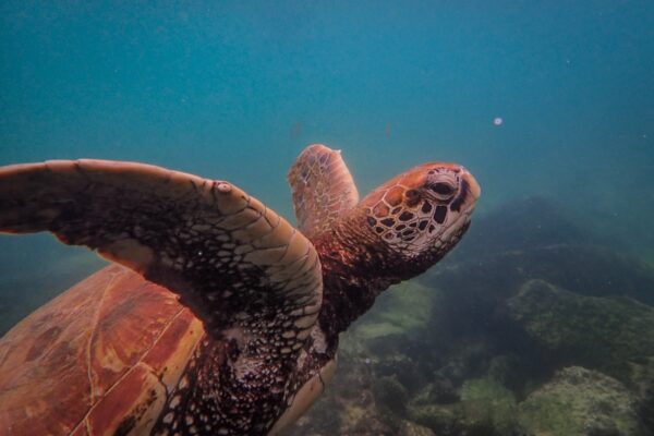 Pantai Playa El Doradillo: Keindahan Alam dan Habitat Penyu