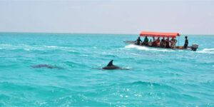 pantai-pulau-mnemba-surga-tropis-di-tanzania