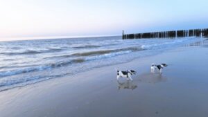 keindahan-pantai-hoek-van-holland-pantai-pasir-yang-menawan