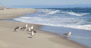 pantai-coopers-beach-di-new-york-keindahan-dan-pesonanya